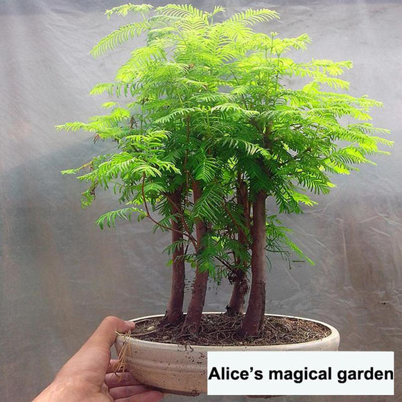 bonsai tree grove 100 pcs / pack Dawn Redwood Bonsai Tree Grove – seansswanny